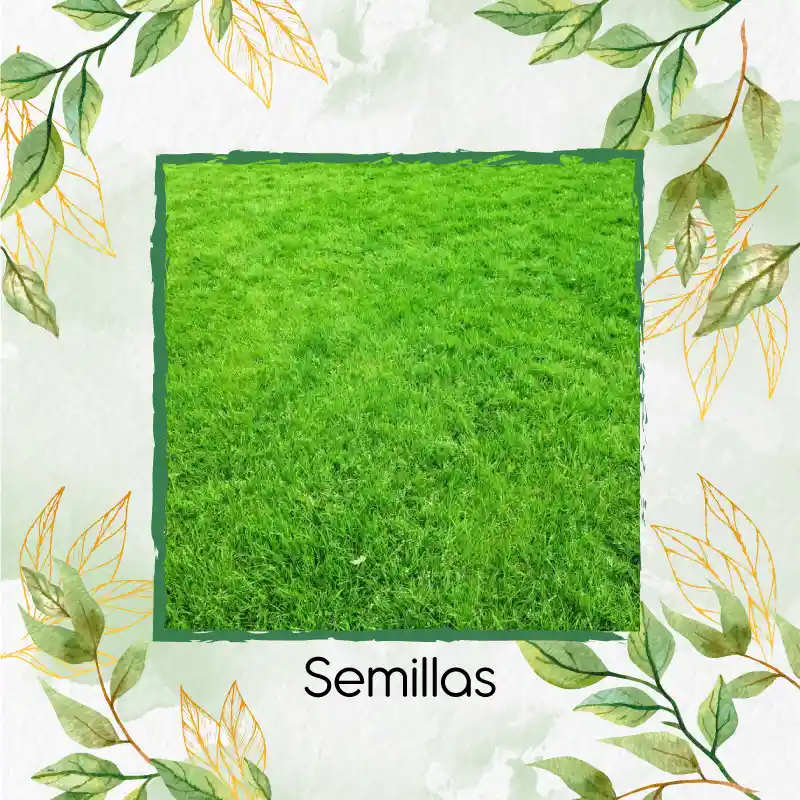 75.000 Semillas De Grama Decorativa Macana