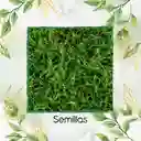 15.000 Semillas De Grama Decorativa Bermuda Grass