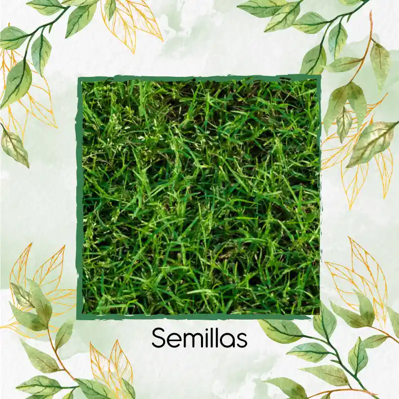 15.000 Semillas De Grama Decorativa Bermuda Grass