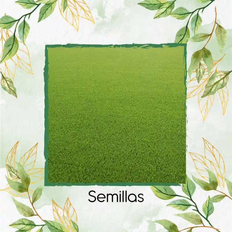 15.000 Semillas De Grama Decorativa Bermuda Grass