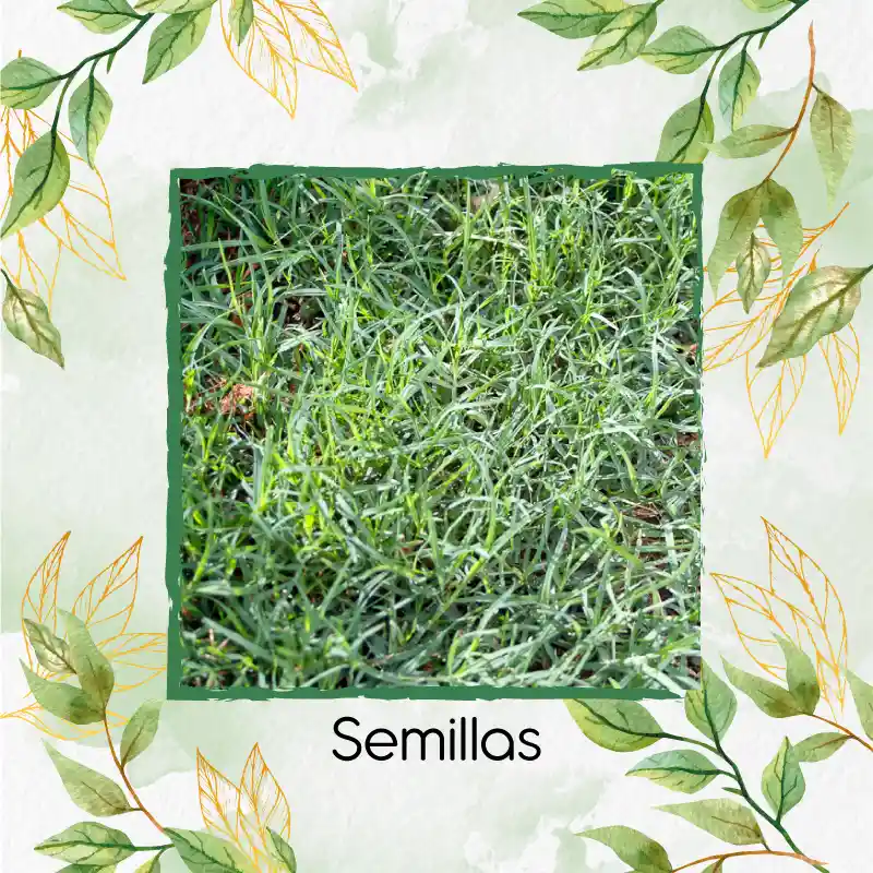 15.000 Semillas De Grama Decorativa Bermuda Grass