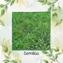15.000 Semillas De Grama Decorativa Bermuda Grass