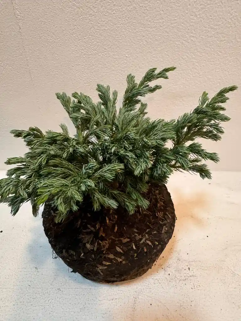 Bonsai Pino Azul