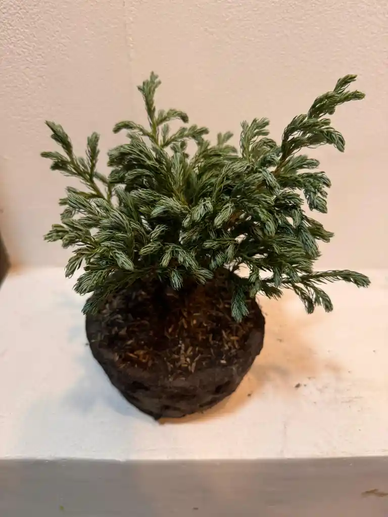 Bonsai Pino Azul