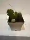 Cactus Mini