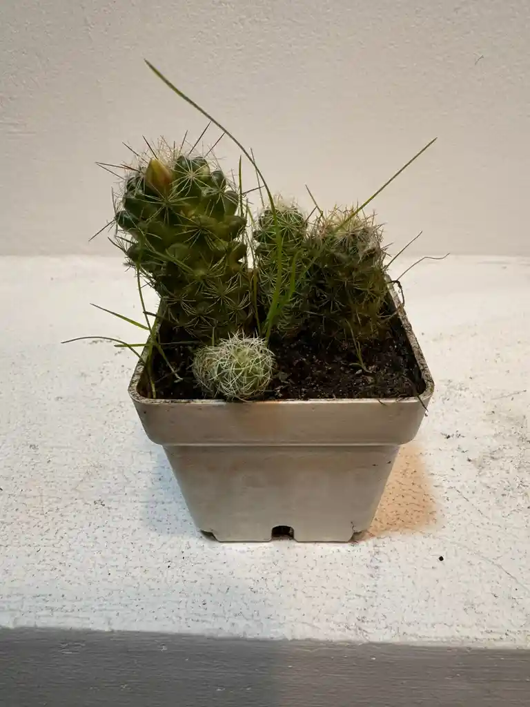 Cactus Mini