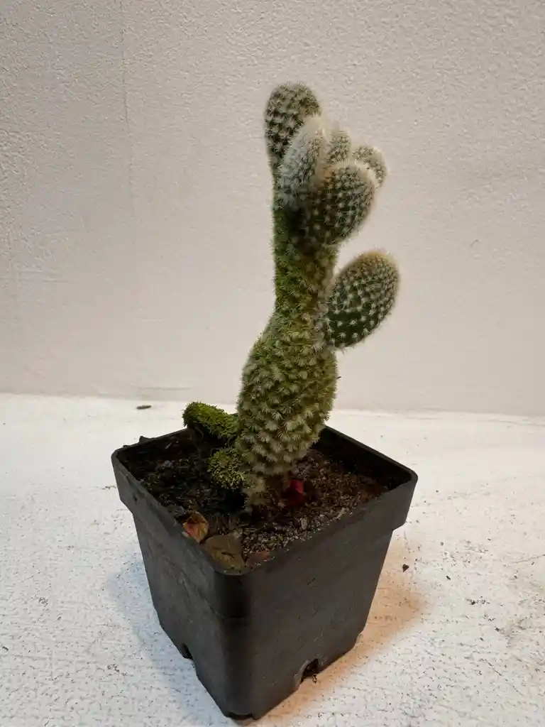 Cactus Mini