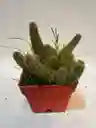 Cactus Mini