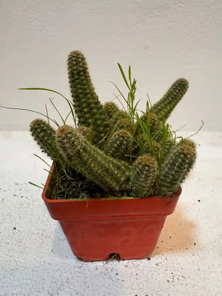 Cactus Mini