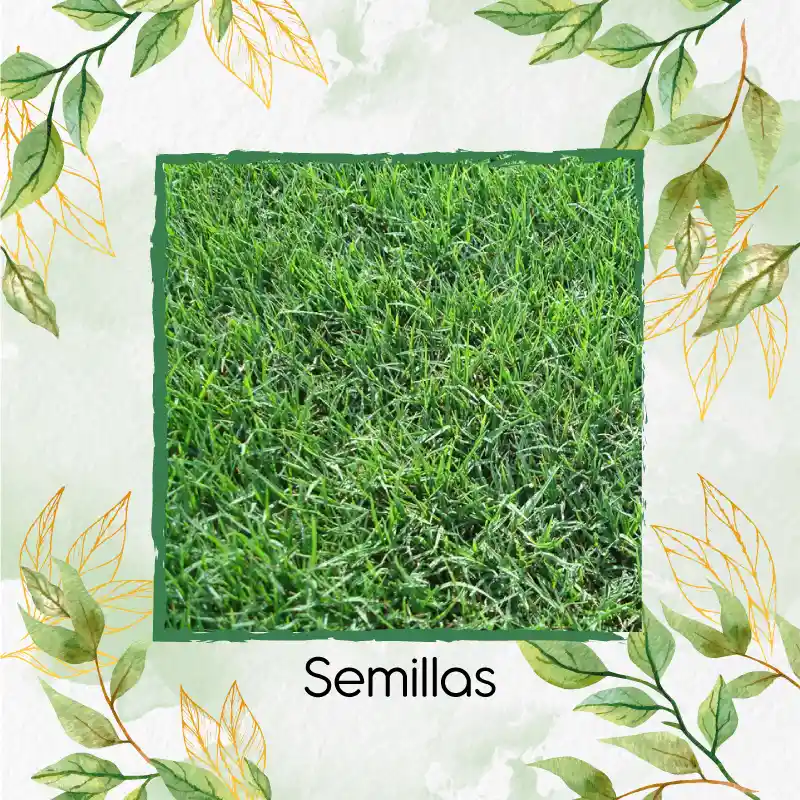 30.000 Semillas De Grama Decorativa Bermuda Grass