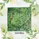 30.000 Semillas De Grama Decorativa Bermuda Grass