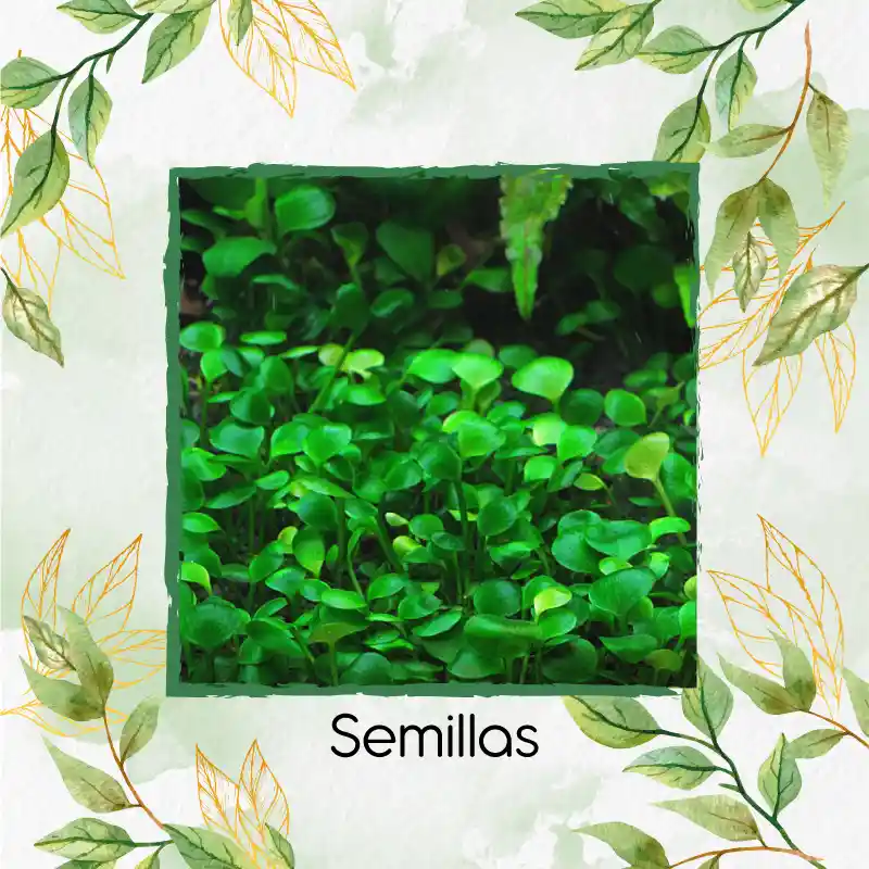 2.500 Semillas Tapizante Acuarios Hoja Pequeña