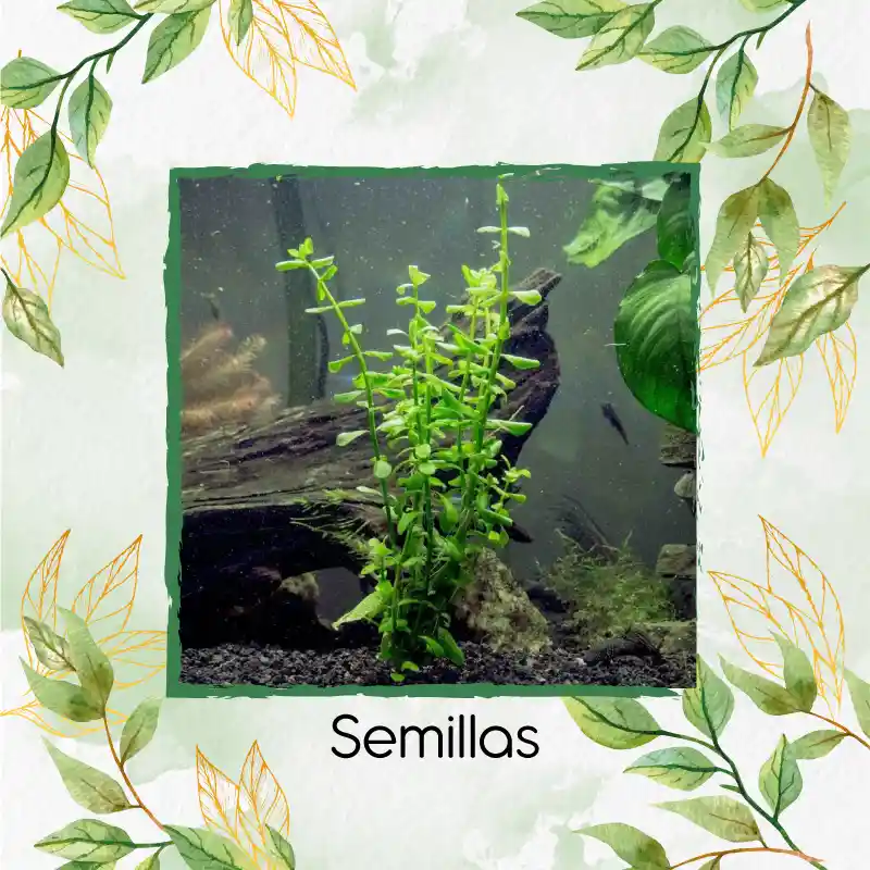 2.500 Semillas Tapizante De Acuarios Hoja Grande
