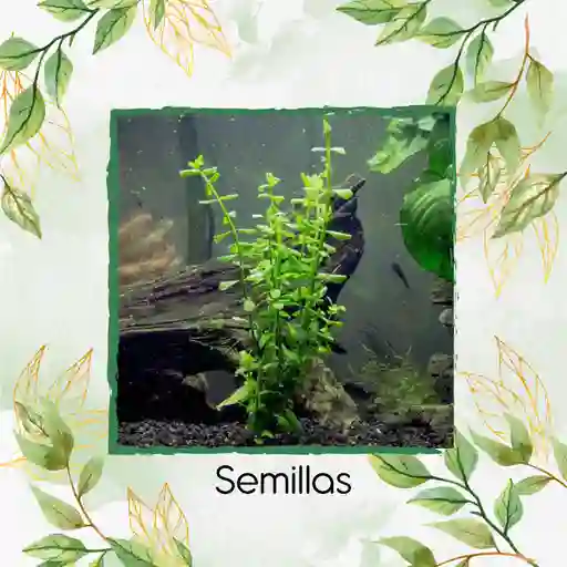 5.000 Semillas Tapizante De Acuarios Hoja Grande