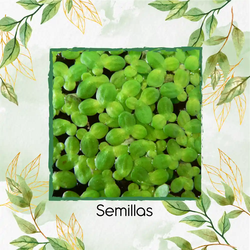 400 Semillas Para Acuario De Pistia Acuática