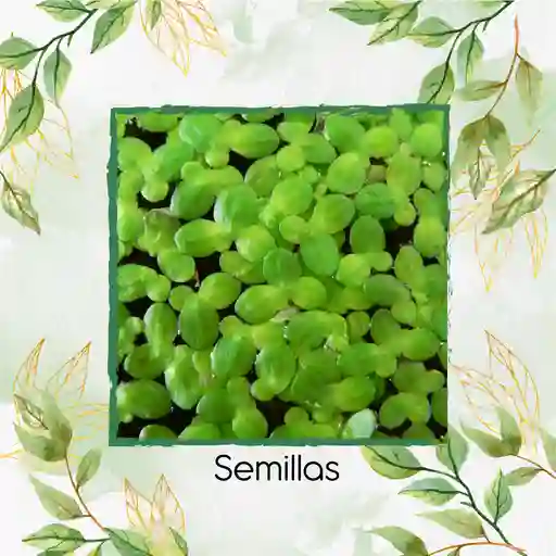 1.000 Semillas Para Acuario De Pistia Acuática