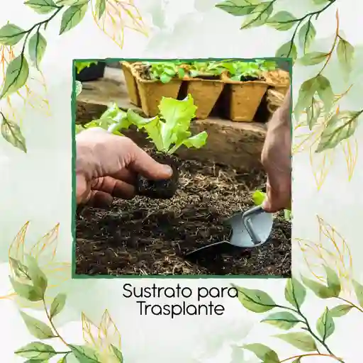 Sustrato Para Trasplante X 8 Litros