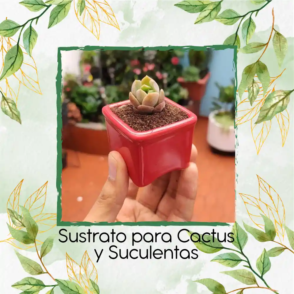 Sustrato Para Cactus Y Suculentas X 8 Litros
