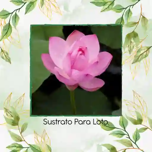 Sustrato Para Loto X 8 Litros