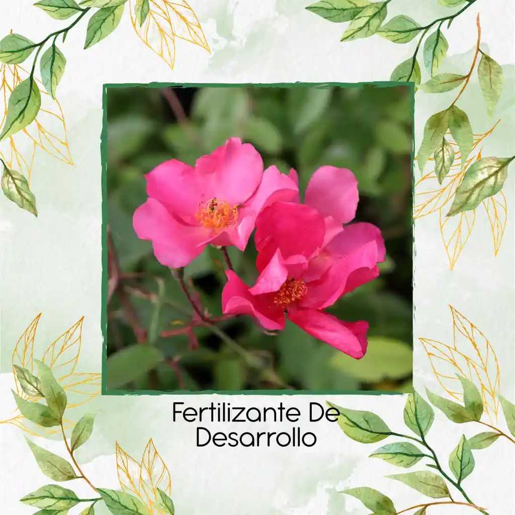 Fertilizante De Desarrollo X 500 Ml