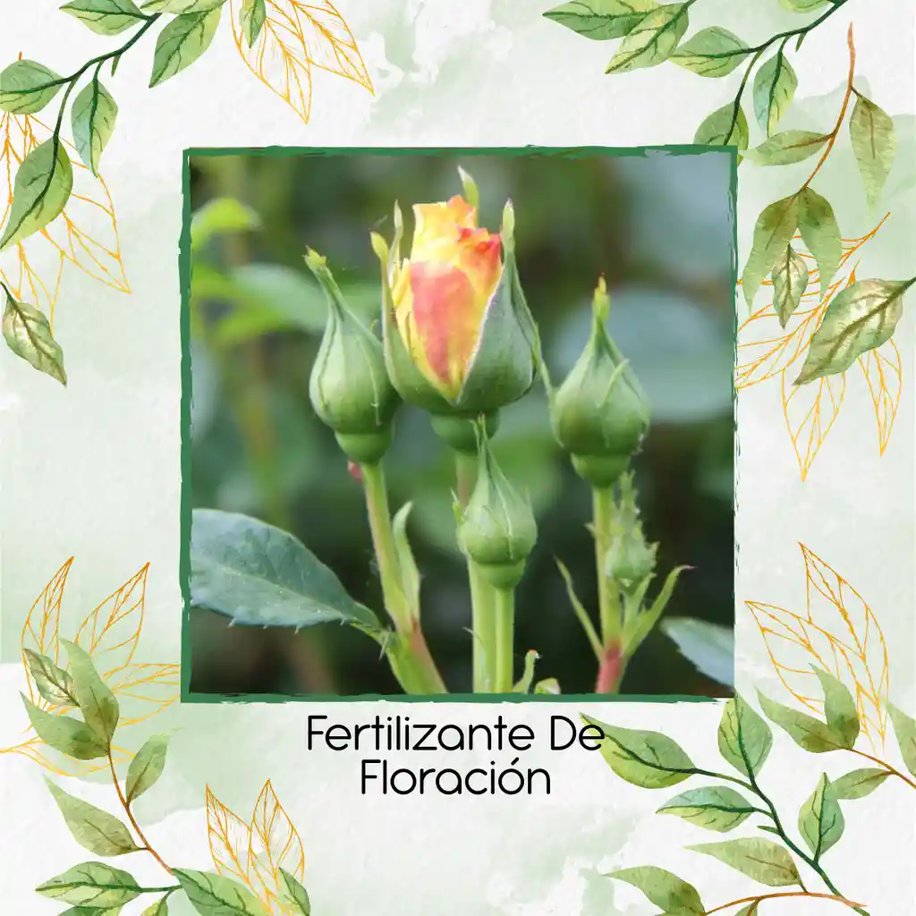 Fertilizante De Floración X 500 Ml