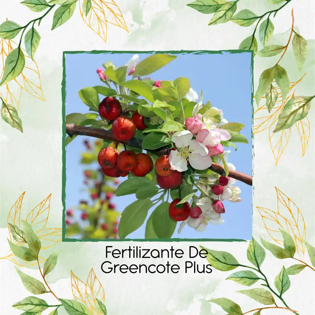 Fertilizante De Greencote Plus X 2 Kl