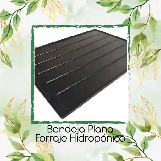 Bandeja Plana Forraje Hidropónico