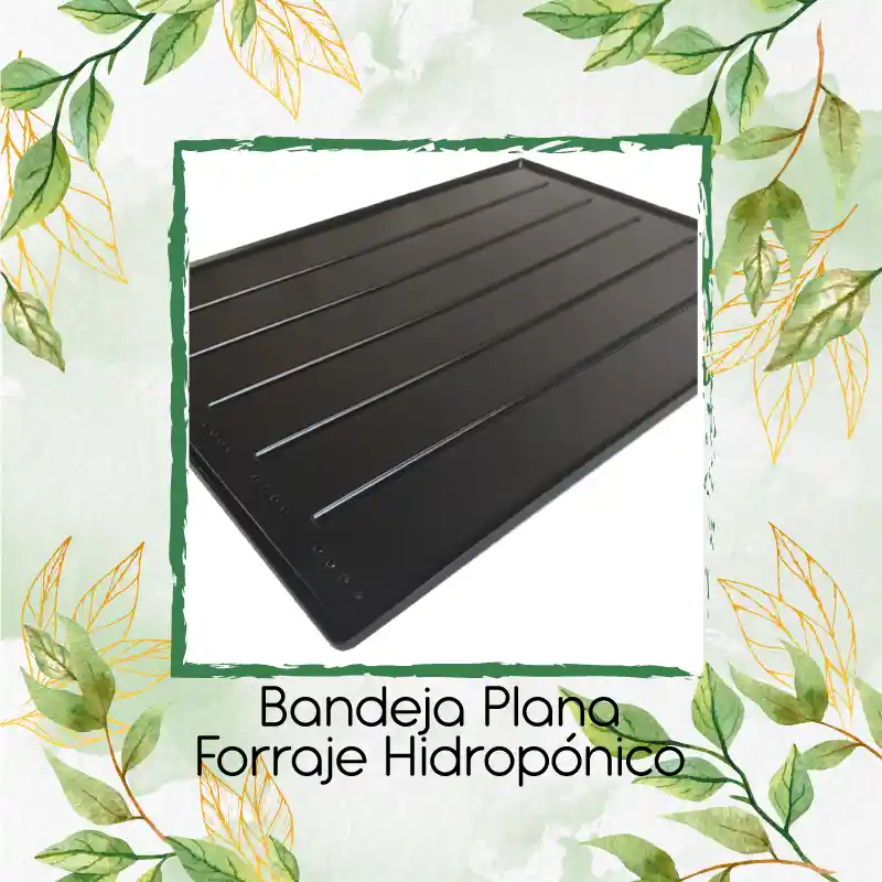 Bandeja Plana Forraje Hidropónico
