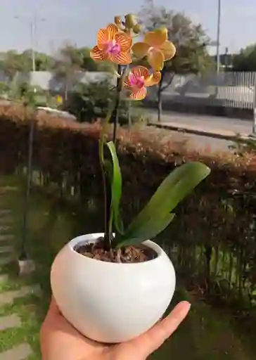 Orquidea Mini