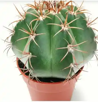 Cactus_melocactus
