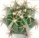 Cactus_melocactus