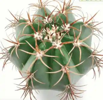 Cactus_melocactus