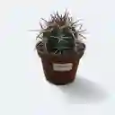Cactus_melocactus