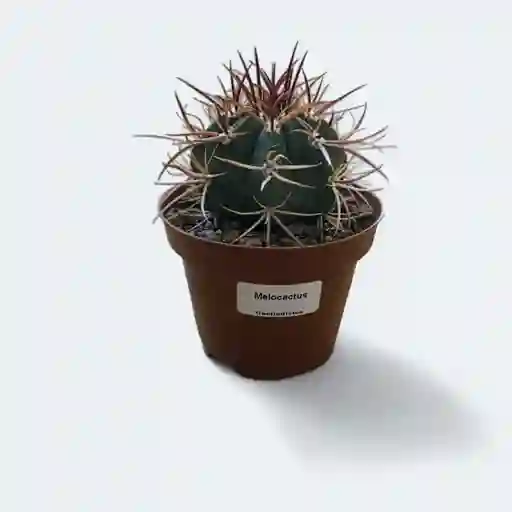 Cactus_melocactus