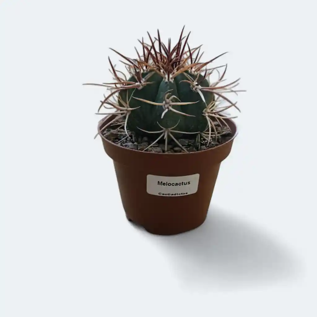 Cactus_melocactus