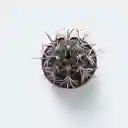 Cactus_melocactus