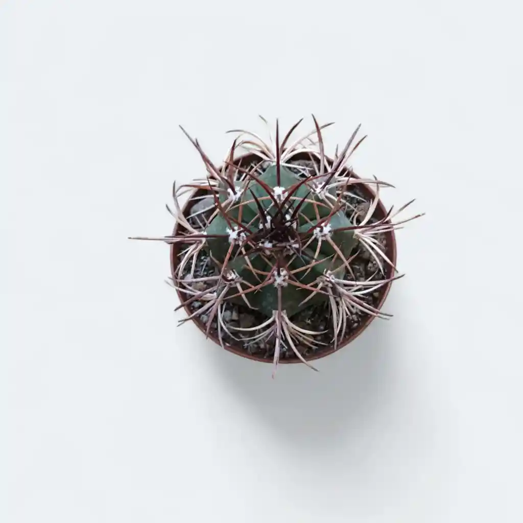 Cactus_melocactus