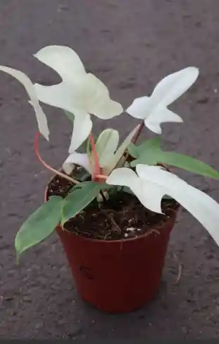 Filodendron Florida Ghost