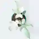 Filodendron Florida Ghost