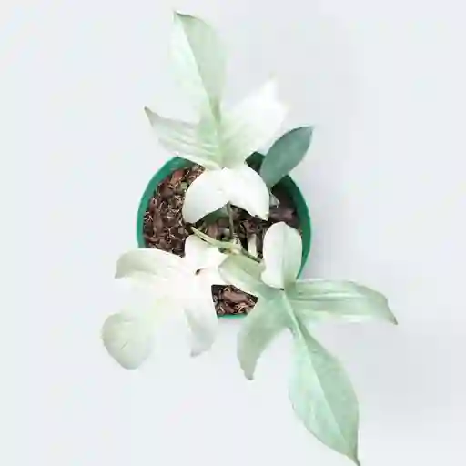 Filodendron Florida Ghost