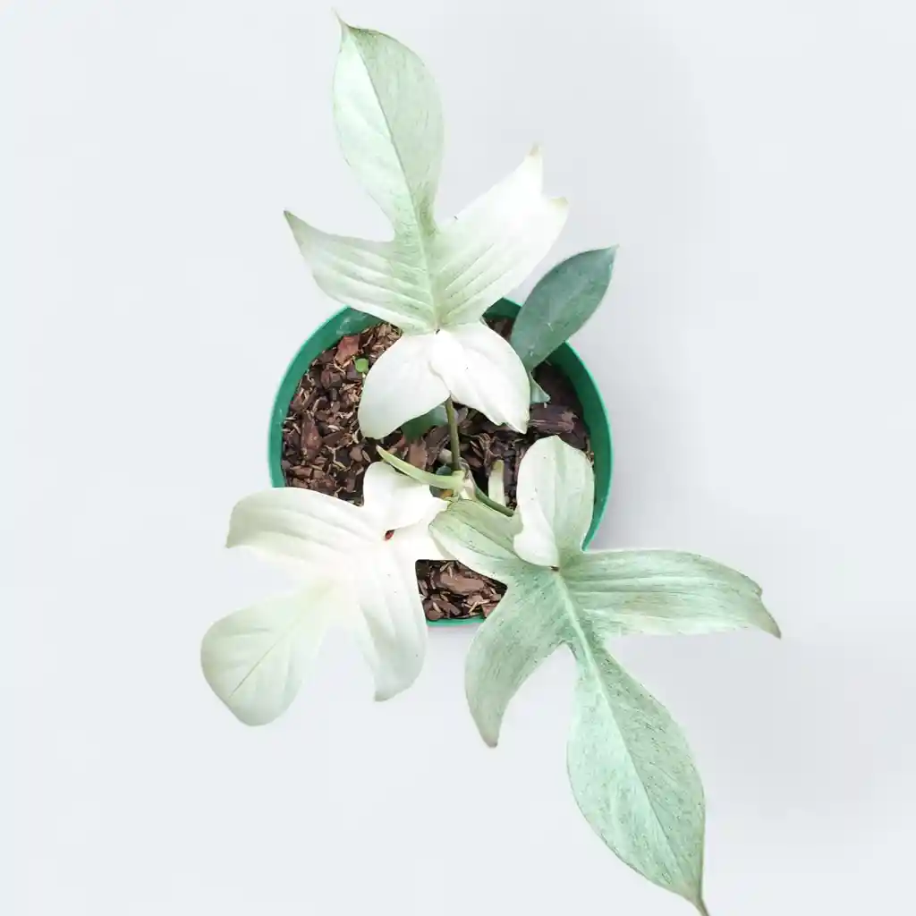 Filodendron Florida Ghost