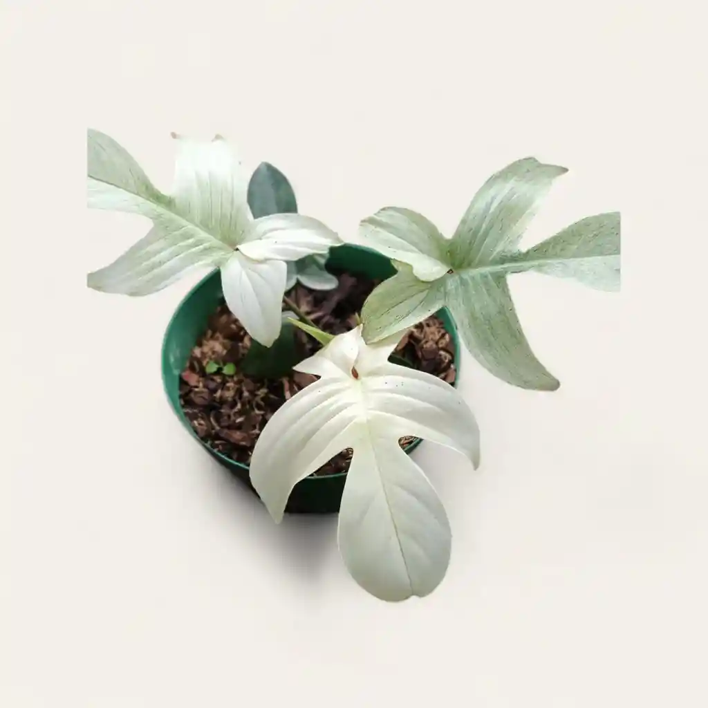 Filodendron Florida Ghost