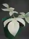 Filodendron Florida Ghost