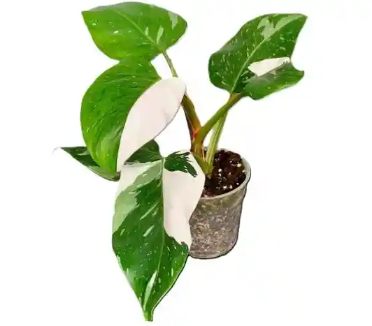 Filodendron White Princess