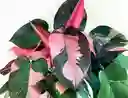 Filodendron Pink Princess