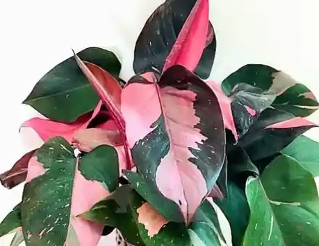 Filodendron Pink Princess