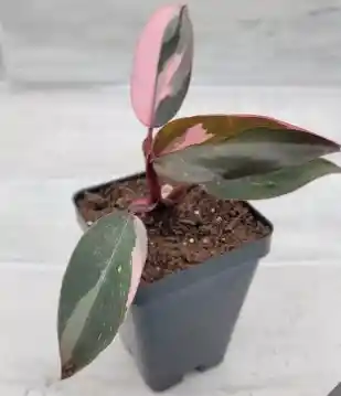 Filodendron Pink Princess