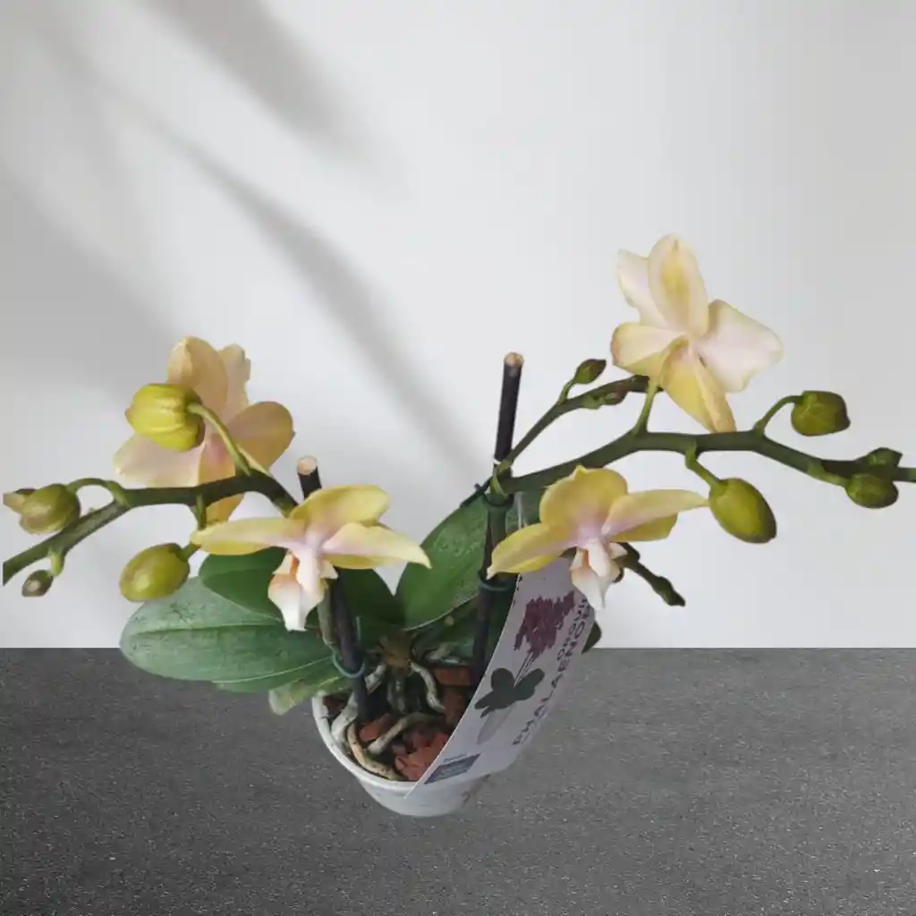 Mini Orquidea Phalaenopsis Amarilla