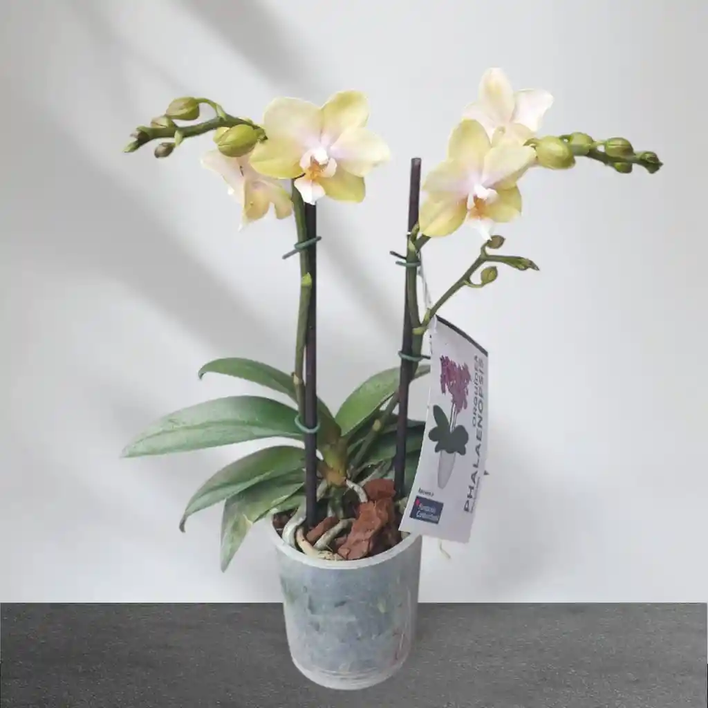 Mini Orquidea Phalaenopsis Amarilla