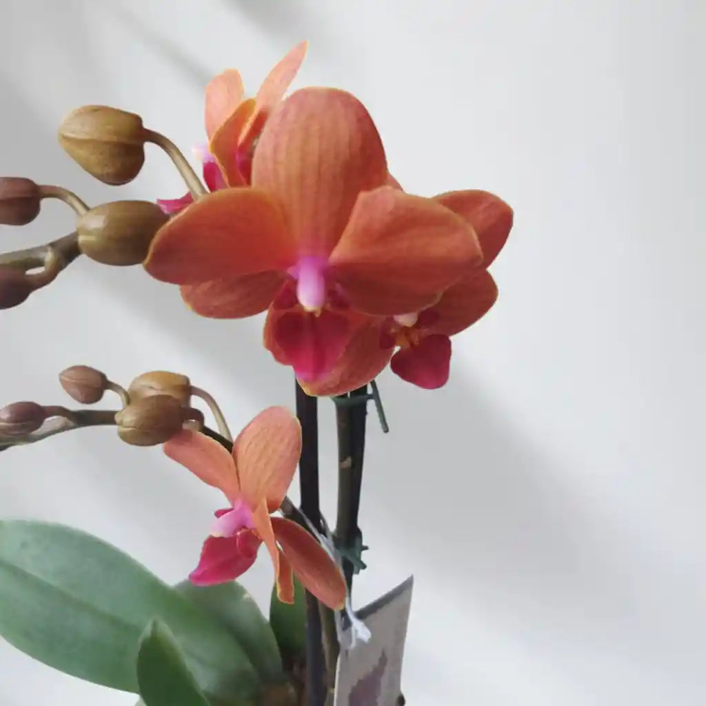 Mini Orquidea Phalaenopsis Naranja